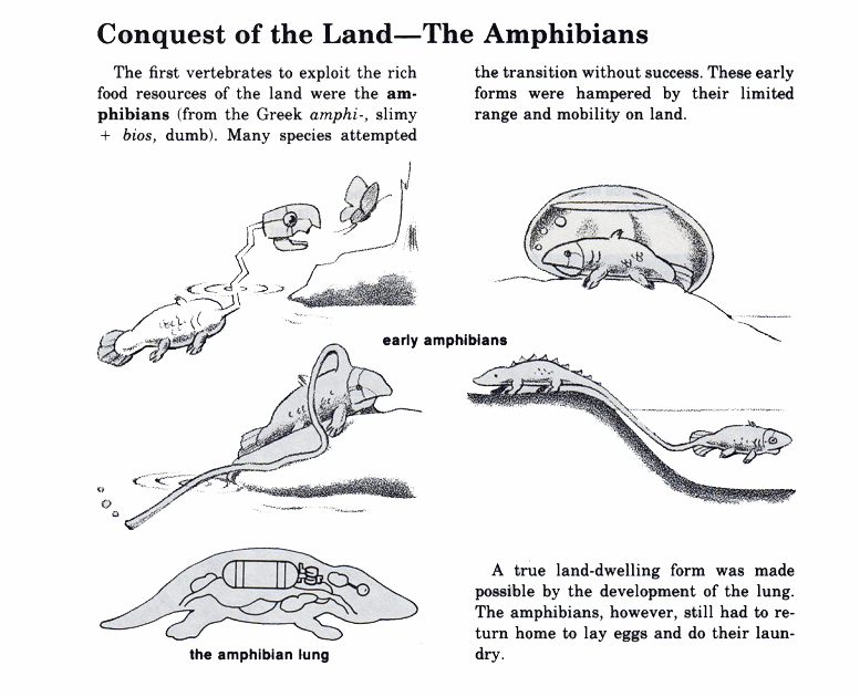 tom_weller_amphibians.png